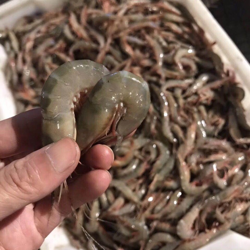 东海海虾海鲜水产鲜活虾新鲜滑皮虾条虾当天现捕 青壳中大滑皮虾70-80