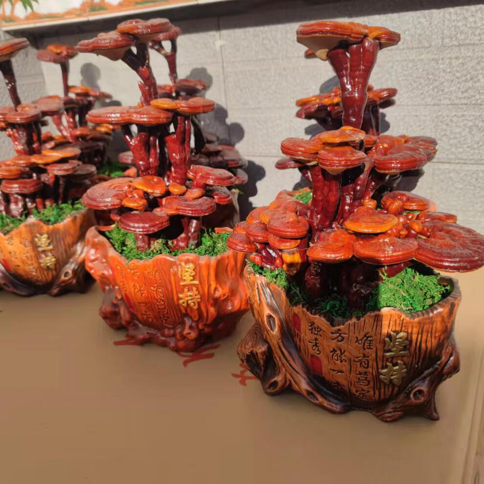 灵芝盆景灵芝盆栽灵芝盆景办公室摆件大灵芝活体灵芝风水禅意朵芮蜜