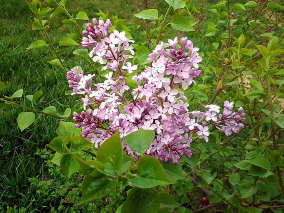 紫丁香4年苗当年开花 50cm(含)-60cm(不含)【图片 价格 品牌 报价】