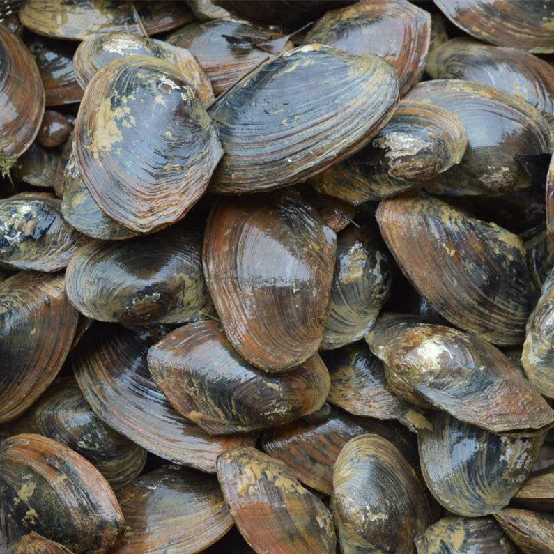 河蚌水库河贝活河蚌食用河蚌带壳河蚌淡水可养3斤6斤3斤