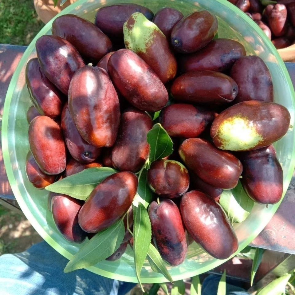 【顺丰速运】宁夏银川特产鲜枣灵武新鲜长枣脆枣甜红枣新鲜现摘现发