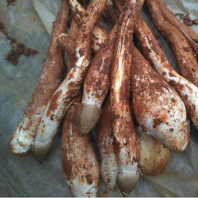 现货菌新鲜独鸡枞大鸡枞菌500g食用两份火把牛肝菌大鸡枞独自生长的