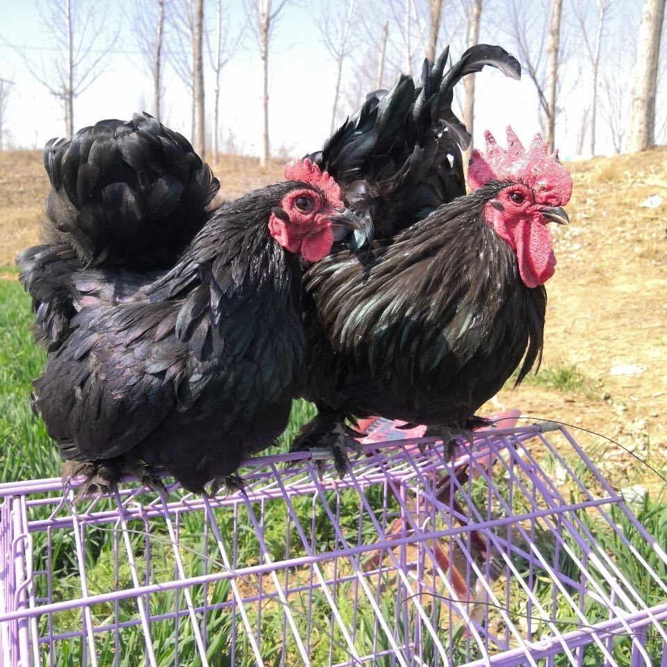 元宝鸡种蛋受精蛋孵化蛋宠物鸡种蛋观赏鸡翻毛鸡矮脚鸡菊花鸡 10枚