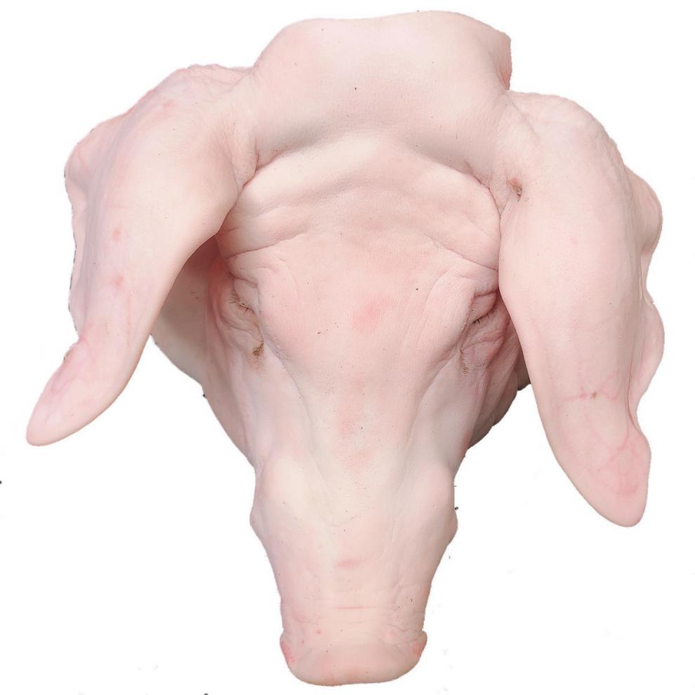 新鲜猪头生猪头整只猪头土猪头猪脸带耳朵猪脸猪头 普米加罗 23斤头