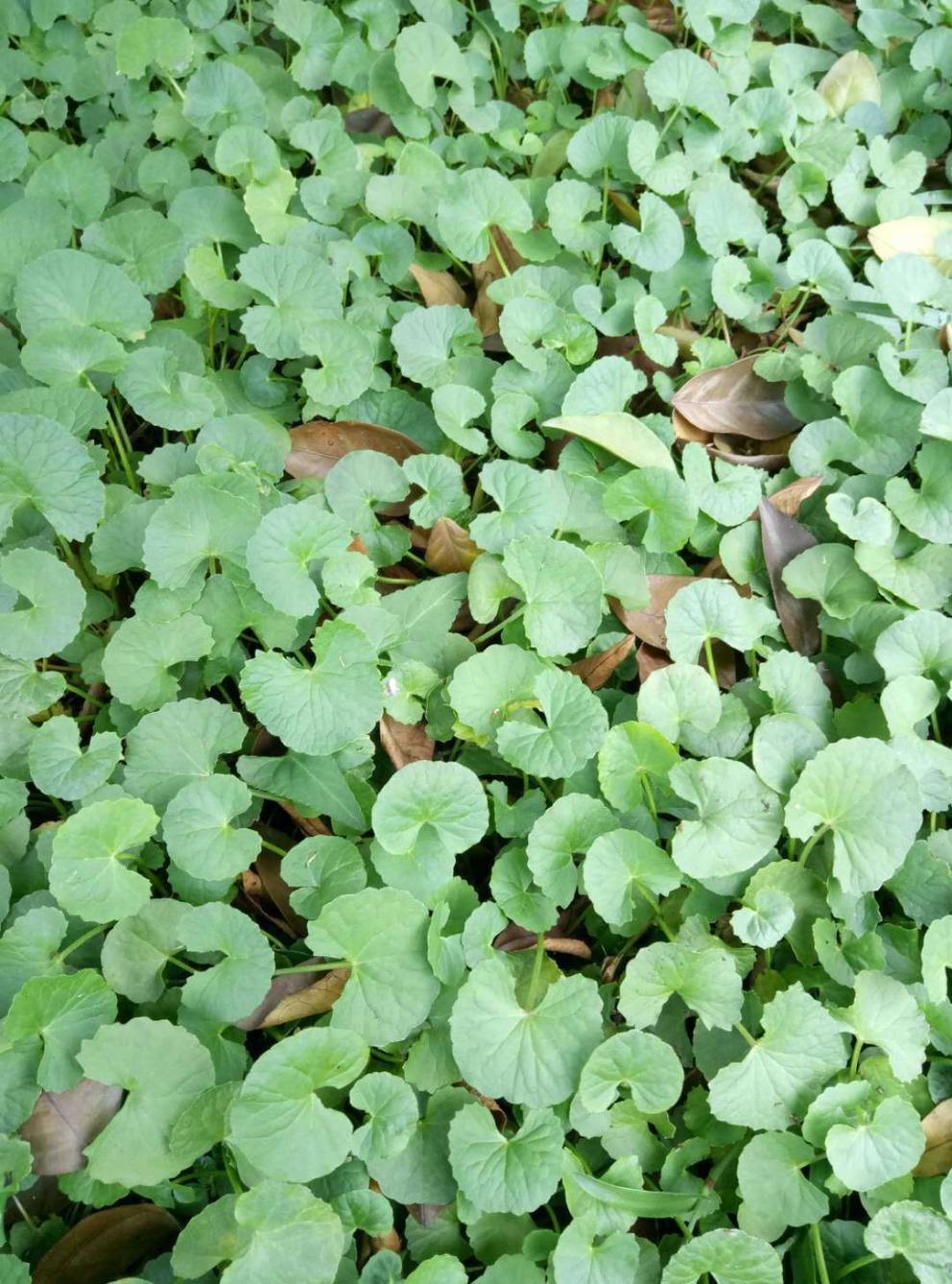 北京同仁堂野生雷公根新鲜晒干无硫中药材积雪草雷公根草马蹄草铜钱草