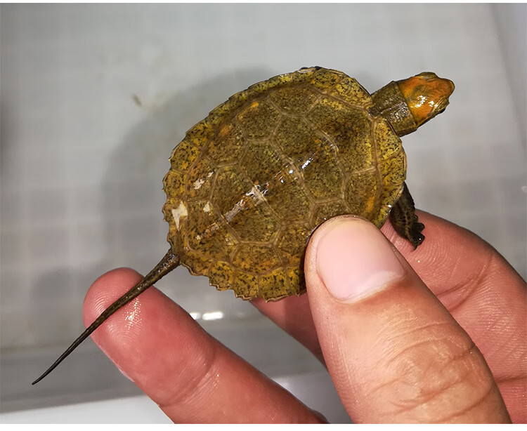 ajaj 纯种发色石龟苗半水龟 杂食小乌龟活体宠物全品 全品日石苗3-4