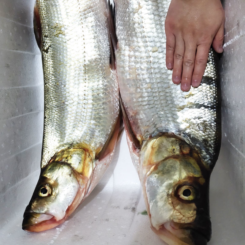 御泸鲜湘生鲜店特大超大翘嘴鱼米翘米级鲜活现杀淡水鱼大白刁湖北特产