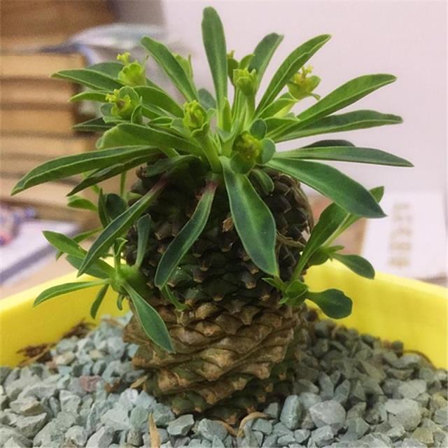 铁甲麒麟峨眉山老桩群生小苗小菠萝多肉植物大戟科 铁甲麒麟中号高11