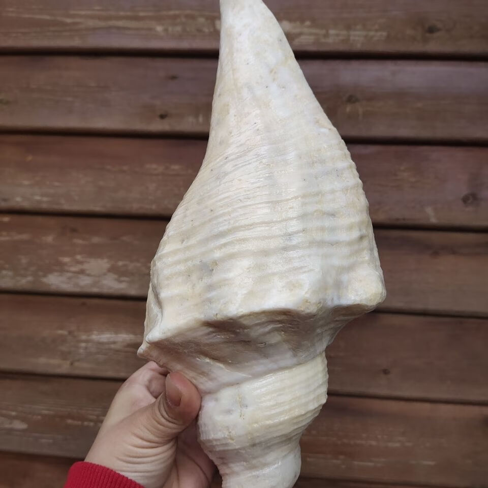 可狄 超大老螺长香螺 海角公角螺 吹响号角 天然贝壳海螺号角 海角公