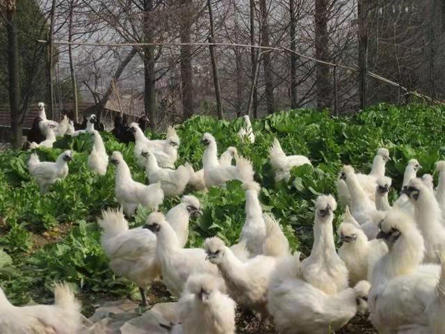 正宗农家新鲜白壳白凤乌鸡蛋白皮乌鸡白乌鸡蛋蛋20/4060枚装欧因 20枚