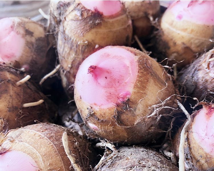红芽芋头新鲜小芋头现挖红嘴毛芋头粉糯10斤芋头中果