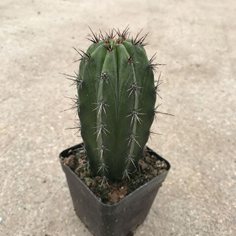 精选现发多肉植物仙人球仙人棒金丝猴黑金刚金琥金冠肉肉花卉盆栽黄金