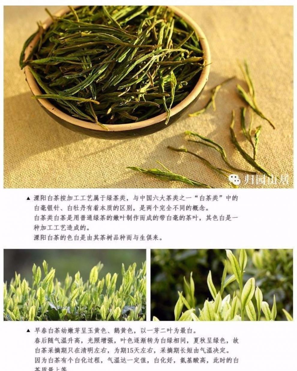 50g/袋 溧阳天目湖白茶 2021新茶 雨前茶 高山茶叶 绿茶 茗茶 珍稀 a