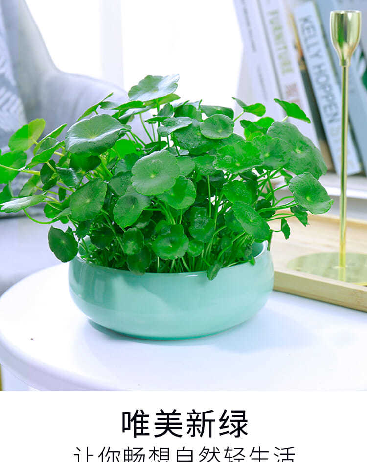 铜钱草水培植物室内盆栽客厅桌面金钱草水养植物好养花卉绿植盆栽禅静