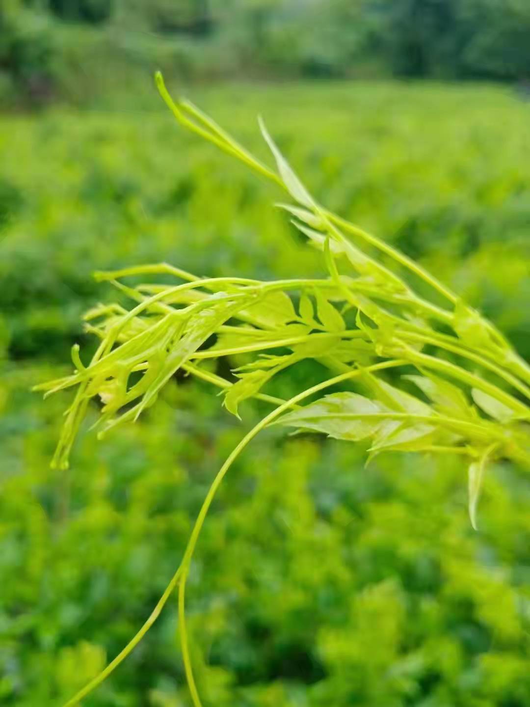 5折莓茶张家界嫩芽尖长寿藤茶500g特级土家养生霉茶龙须芽尖 250克/袋