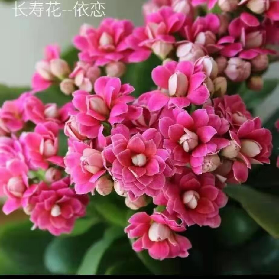 元井长寿花长寿花金狐狸盆栽重瓣新品客厅室内花卉凯特斯带盆栽好