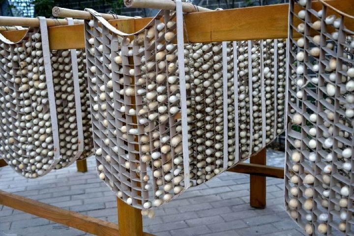 蚕宝宝吐丝专用结茧簇方格吐丝上架道具结茧簇养蚕吐丝网新鲜叶sn2159