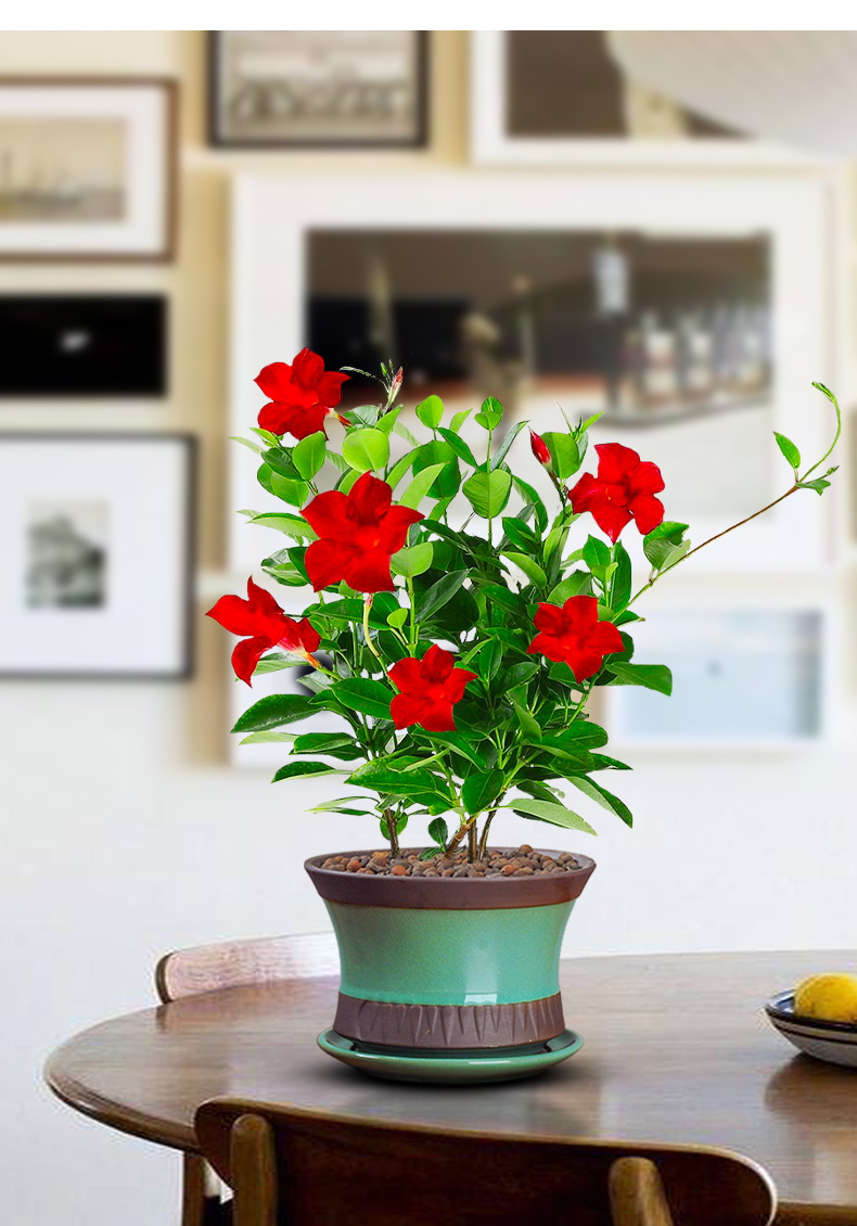 万里飘香藤花绿植盆栽室内开花花卉爬墙垂吊植物庭院好养易活t10飘香