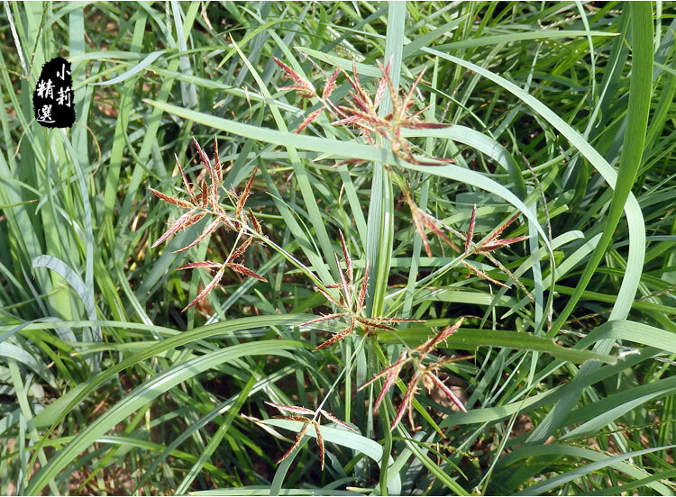野生香附子中药材500g香附茶 生香附炒香附醋香附醋制 香附粉 生香附