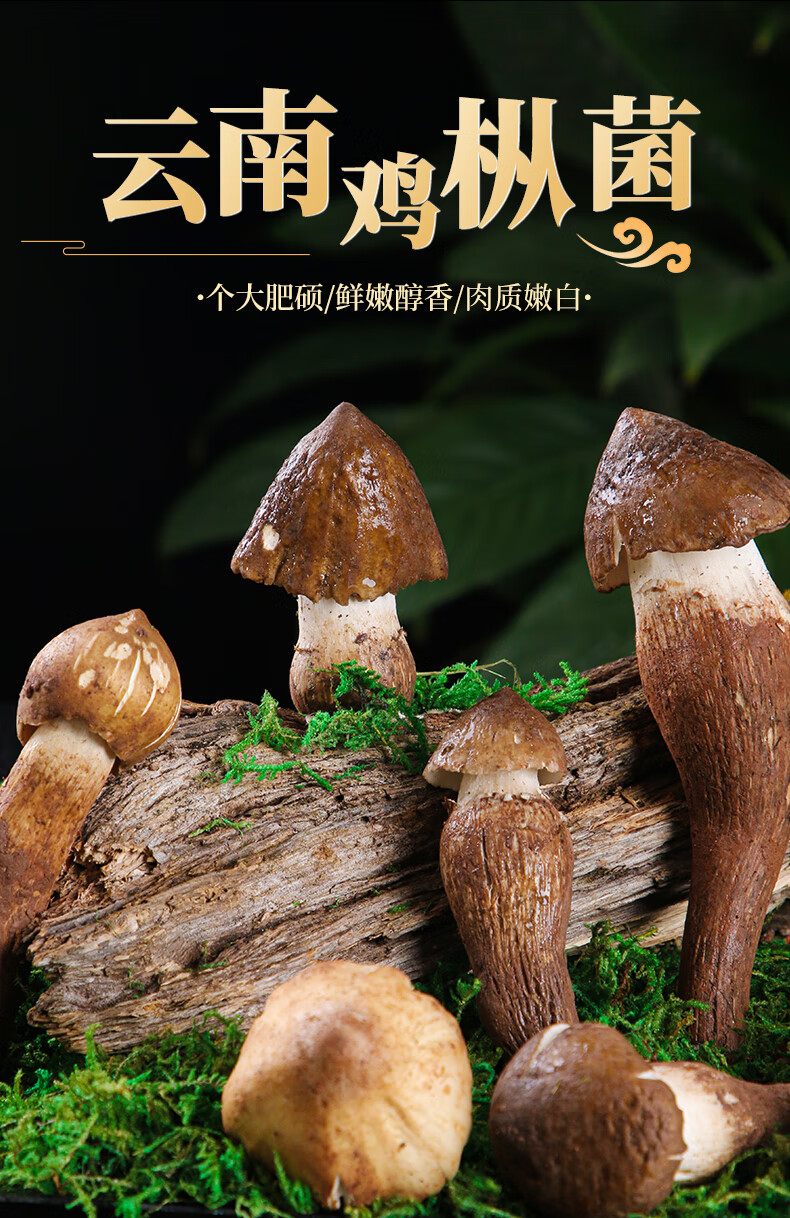 【新鲜鸡枞菌1斤装】现货 云南特产火把鸡枞新鲜当季时令蘑菇 野生