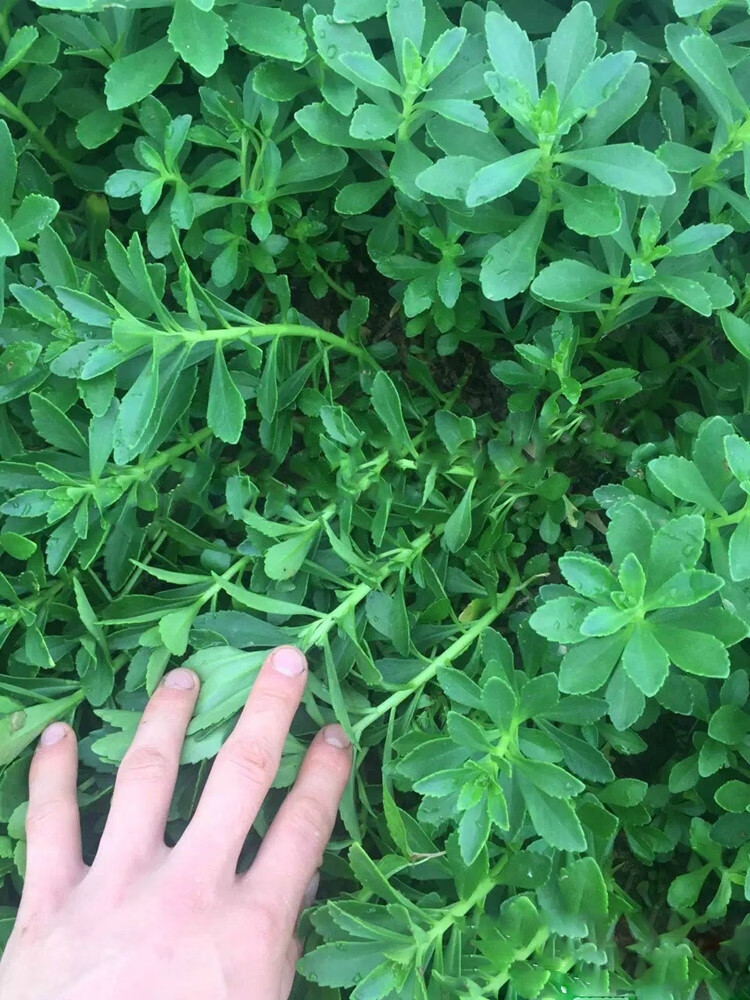 養心菜救心菜救心草高鈣菜景天三七費菜種苗種子茶粉新鮮野生蔬菜 養