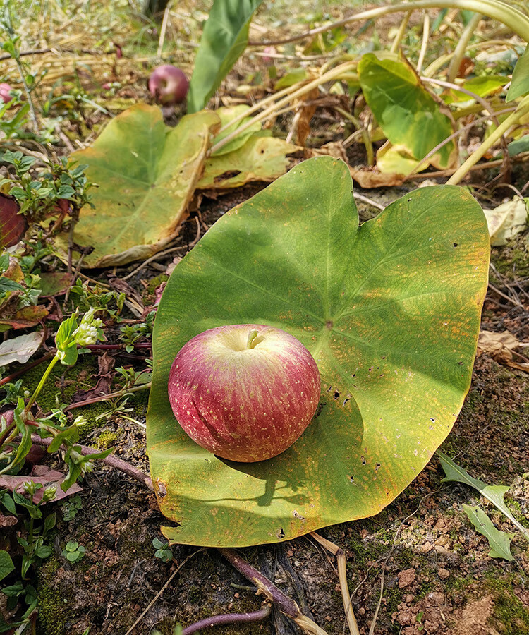 云南蒙自西北勒脆甜冰糖心丑苹果半野生小苹果 8斤 60mm以下【图片
