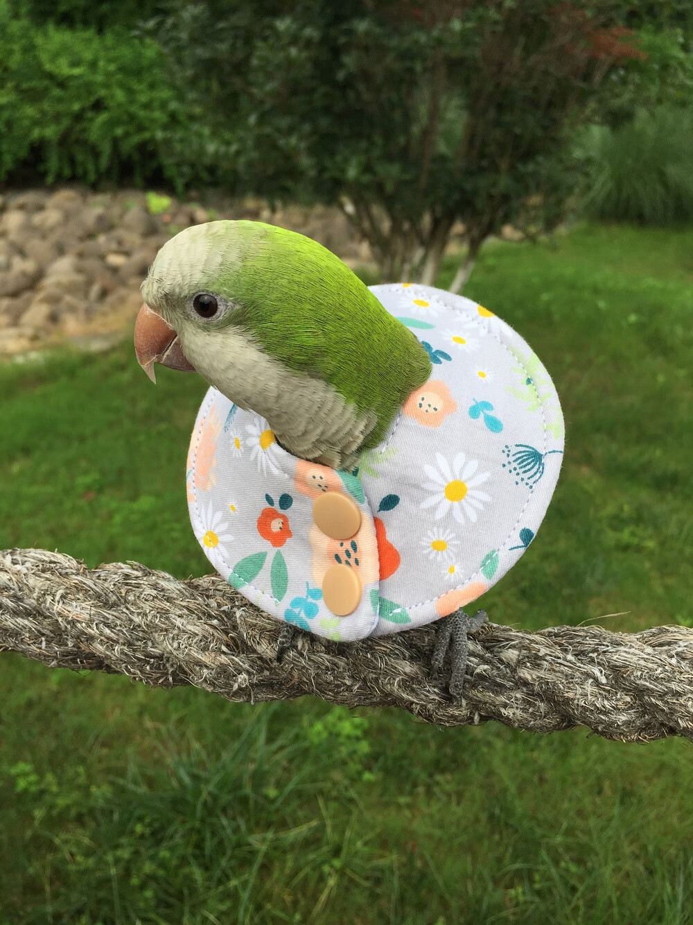 鹦鹉伊丽莎白圈 鹦鹉脖圈鸟脖套防咬毛伤口保护防啄毛鸟衣服伊丽莎白