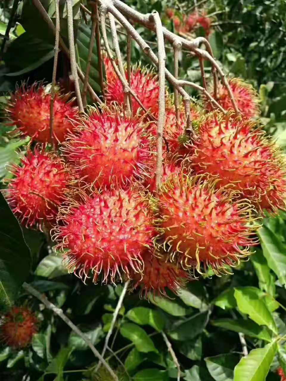 【顺丰空运】现摘顺丰海南保亭红毛丹7号果9斤新鲜水果毛荔枝胜过越南