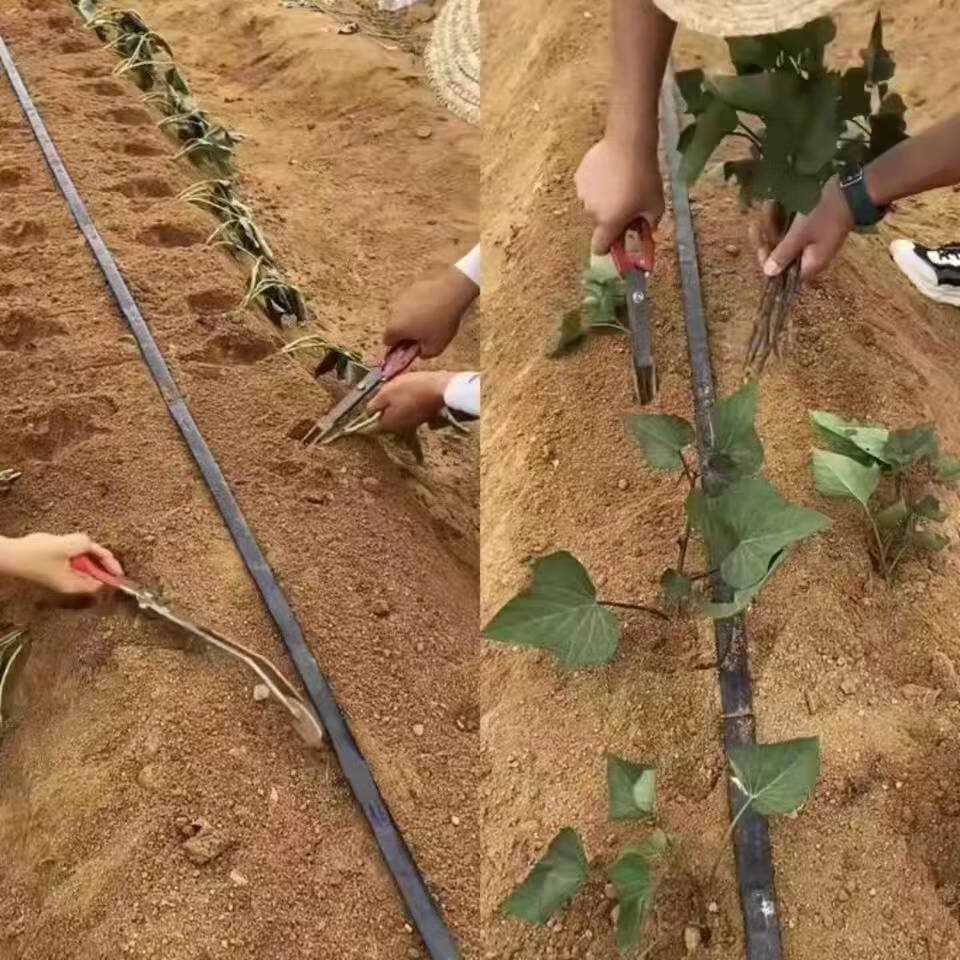 栽红薯神器 1把【图片 价格 品牌 报价】-京东