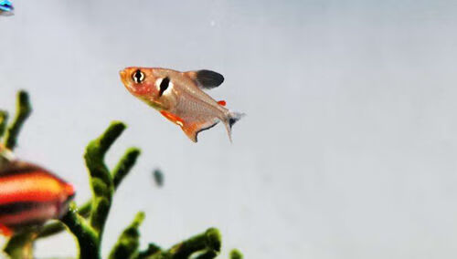 长尾红叉鱼扯旗鱼玫瑰扯旗鱼小型红尾大勾扯旗热带观赏鱼包损 红尾大