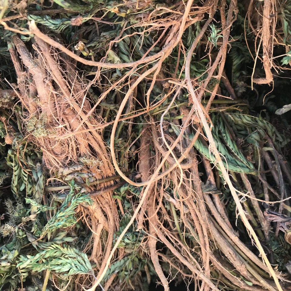 有仁堂新鲜晒干红骨含羞草中药材野生含羞草干货怕羞草干货 新鲜晒干