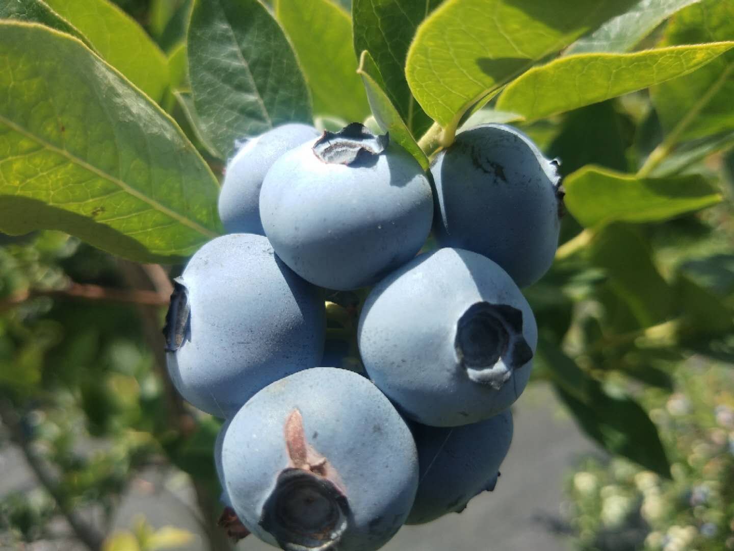 藍莓樹果苗盆栽地栽四季水果樹當年結果南方北方種植特大藍莓樹苗果樹