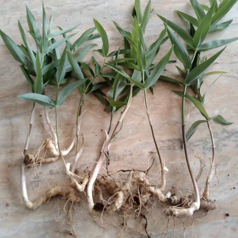 北京同仁堂原料黄精种苗野生鸡头黄精种子黄金苗正宗老虎姜苗子中药材