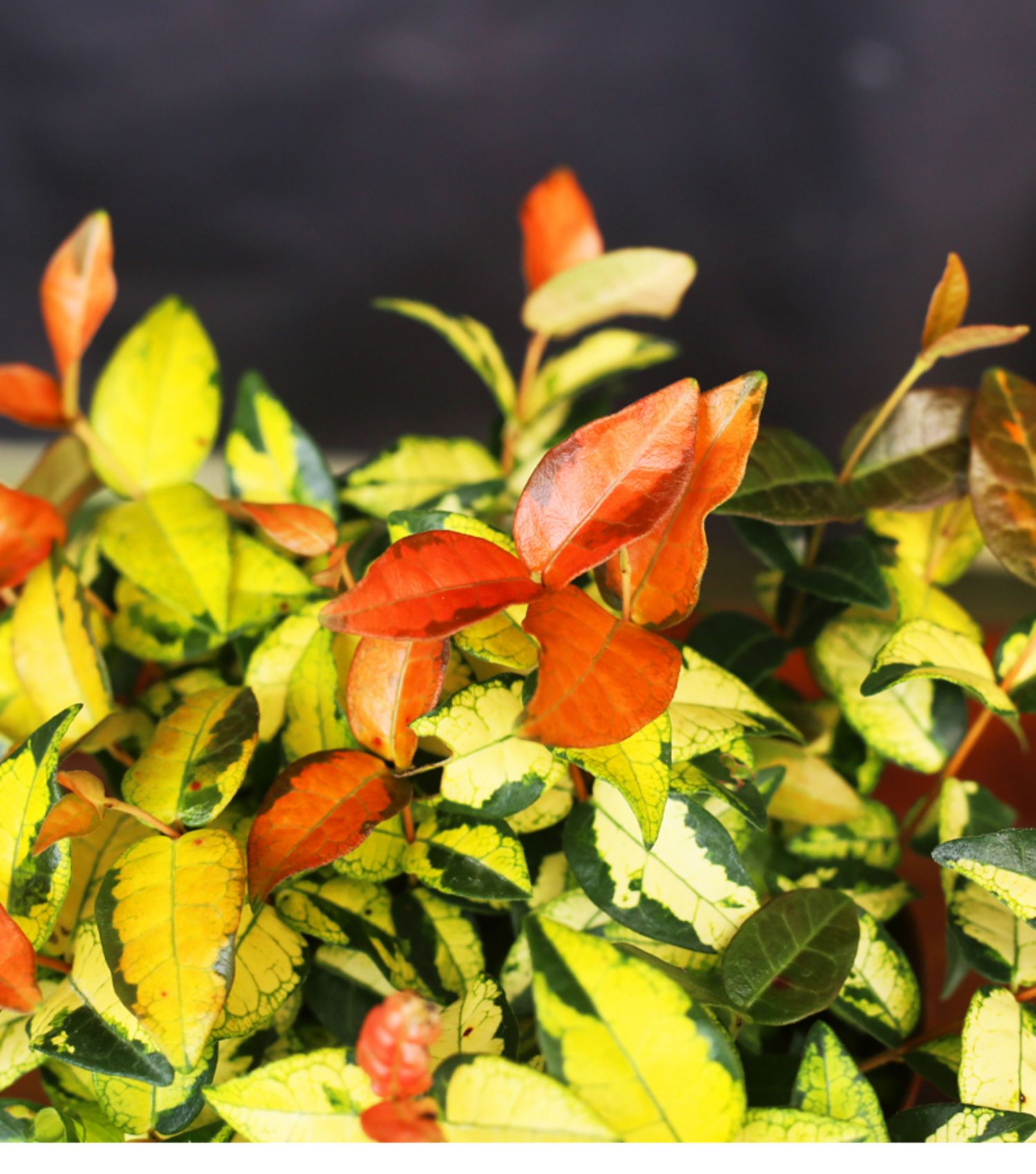 【青意萱】青意萱黄金络石盆栽花叶络石吊兰垂藤植物室内阳台庭院四季