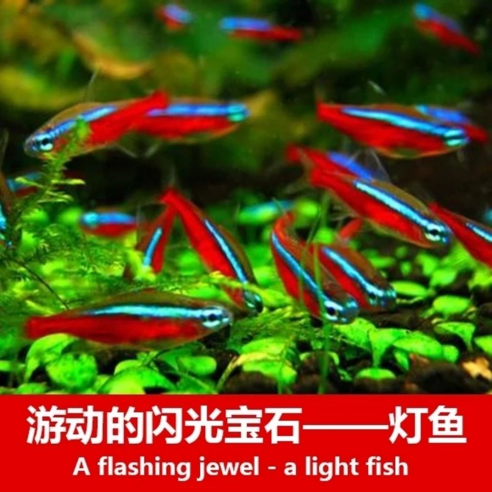 10条宝莲灯小型热带鱼观赏鱼活体群游草缸鱼灯科鱼大宝莲灯10条23cm