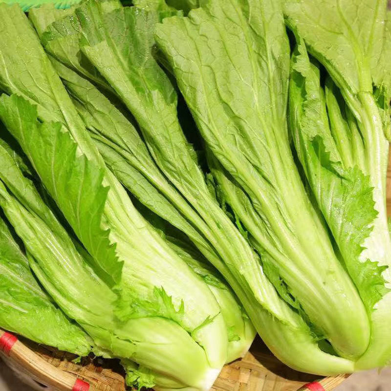 云南新鲜蔬菜青菜大叶宽帮芥菜水芥菜腌制酸菜鱼农家现摘现发【10月23