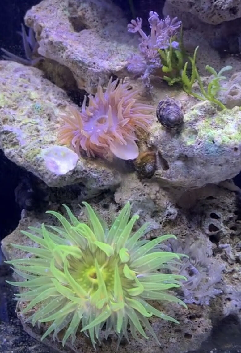 海葵海缸宠物生物活珊瑚造景海草海星观赏海水鱼尼莫小丑鱼完全展开3