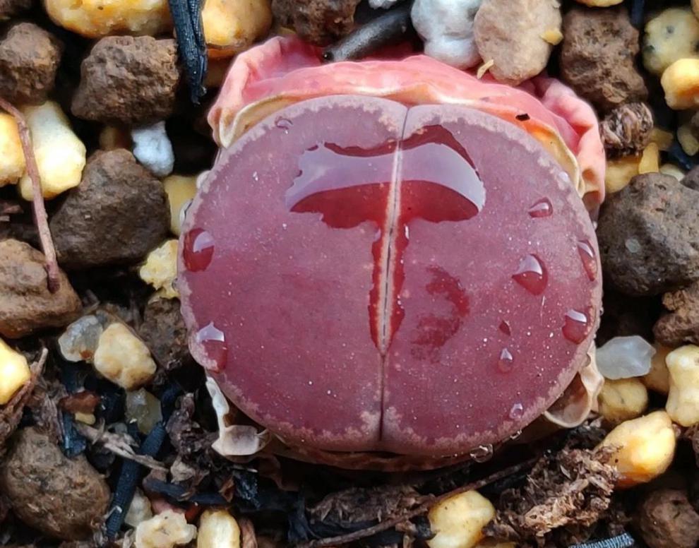 【新店】生石花批发肉锥灯泡毛汉尼口迪红窗菊屁屁花母本多肉 一颗