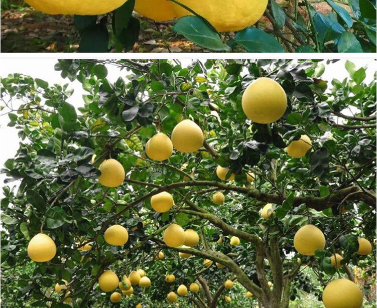 当天产地直发广西容县沙田柚容县特产老树白心柚子礼盒当季水果梅州