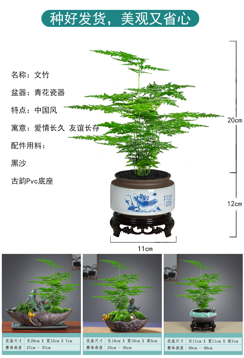 soumiety文竹盆栽创意微景观盆景植物室内净化空气桌面造型四季常青小