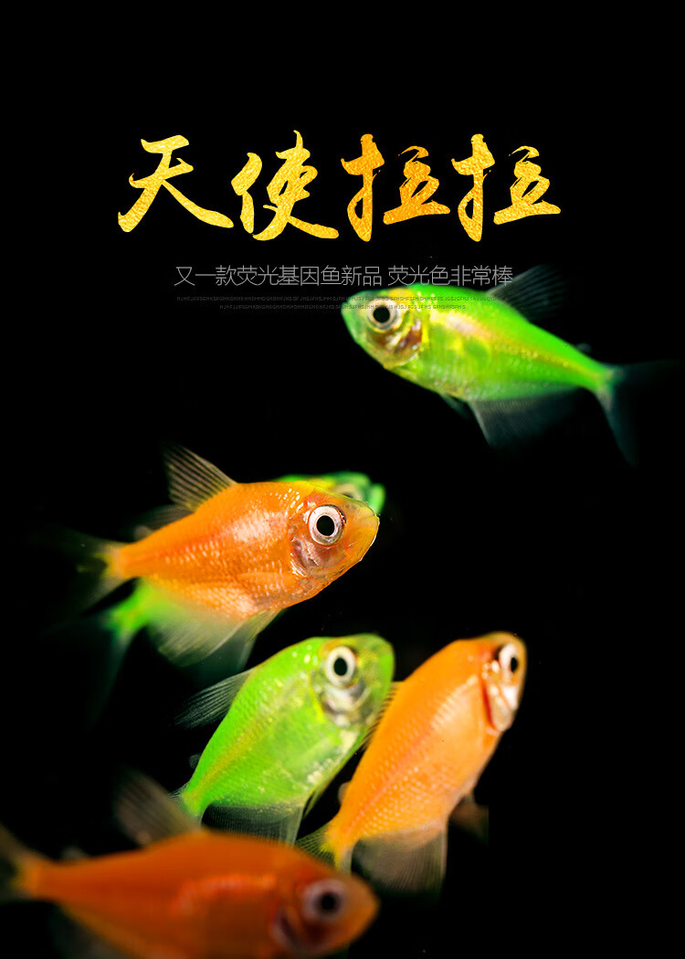 天使鱼活体彩旗鱼柠檬黄衣绿衣玻璃拉拉鱼彩群热带观赏鱼好养 天使