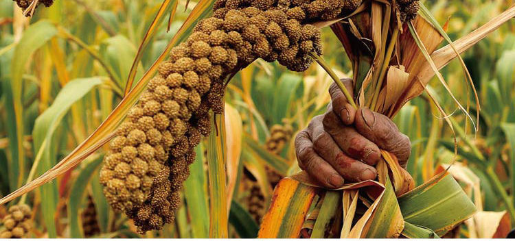 山西沁州黄小米谷子种子 春夏季播抗旱新谷种黄小米粮食种子 大穗香粘