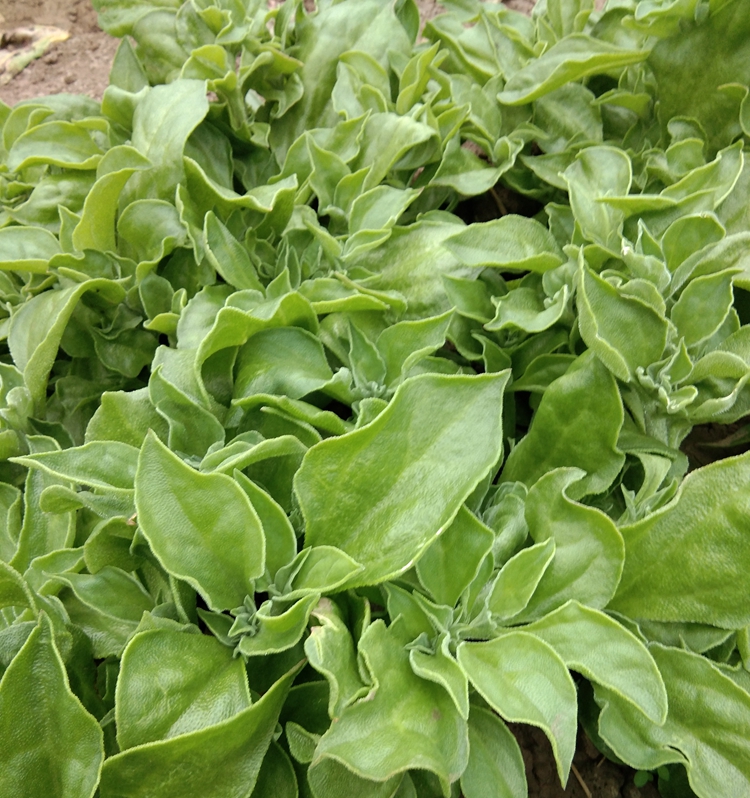 有机水晶冰菜种子冰草籽种冰菜苗水晶四季菜种籽大全野菜蔬菜种孑四季
