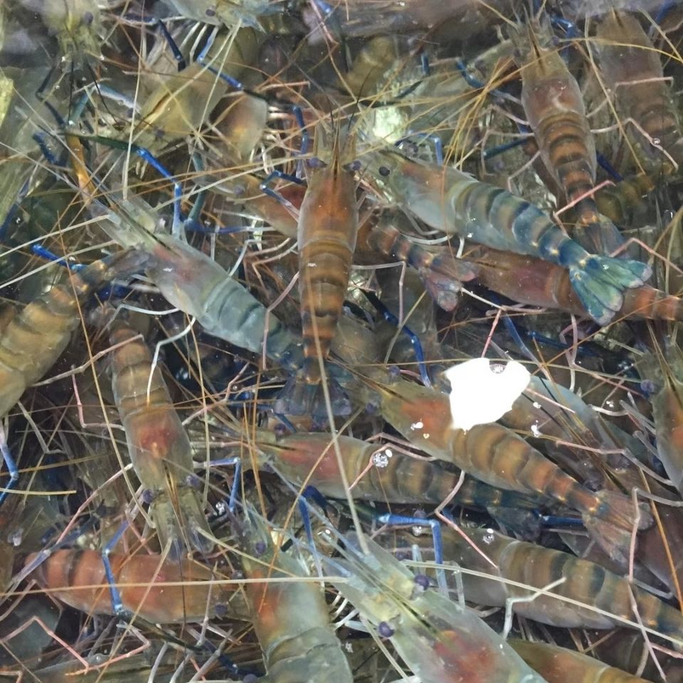 野生大河虾罗氏虾大头虾新鲜活虾速冻海鲜烧烤淡水大虾批发1000g超大5