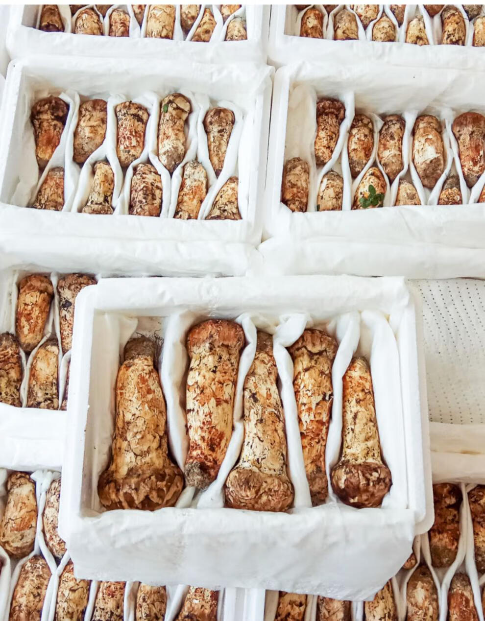 现货【12厘米以上】新鲜松茸东北吉林长白山延边延吉顺丰发货 谷言