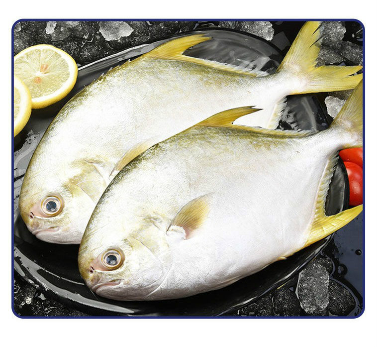 金鲳鱼新鲜大号冷冻鲜活白鲳鱼海昌鱼平鱼海鲜水产彼尔安佳2条现捕现