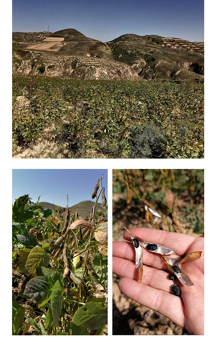 山地种植 农家黄心肾形小黑豆杂粮非转基因黑豆打豆浆专用用3斤【图片