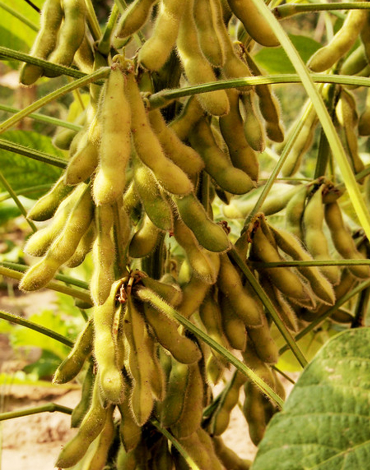 高产大豆种子农户大面积种植黄豆种籽中黄荷豆12亩产千斤荷豆1220斤