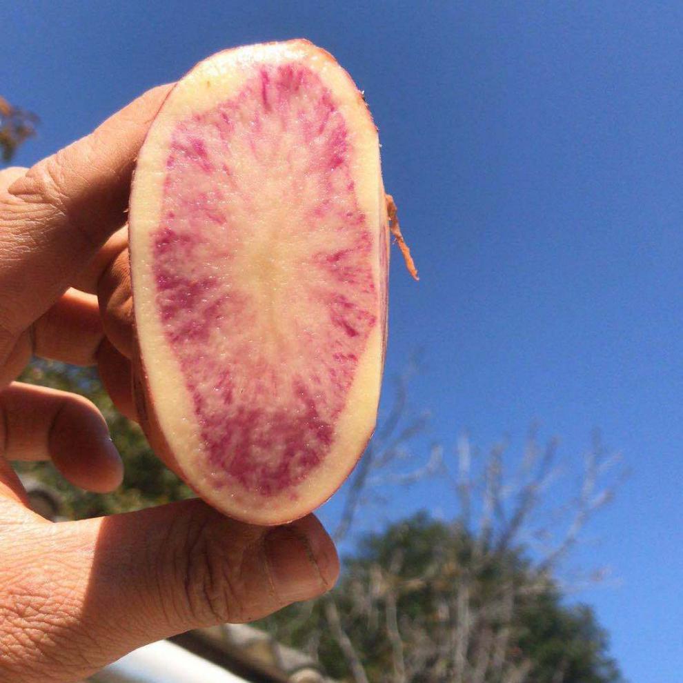 (柘城助农馆)云南七彩土豆花心土豆马铃薯洋芋现发 5斤装 中果