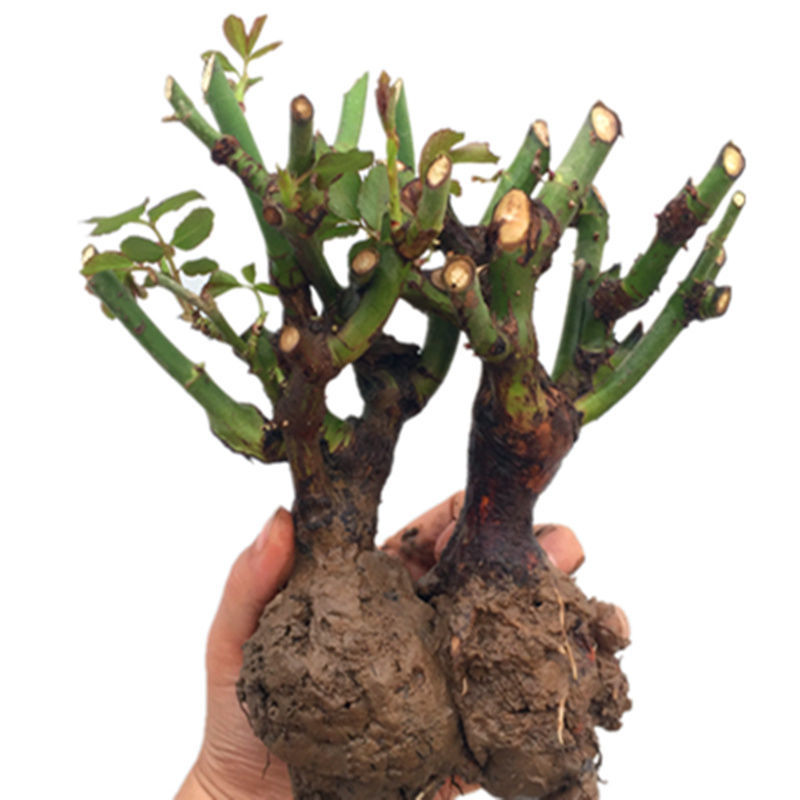 玫瑰花苗老桩玫瑰花盆栽树苗特大红花卉四季开花食用玫瑰月季花苗秋颖